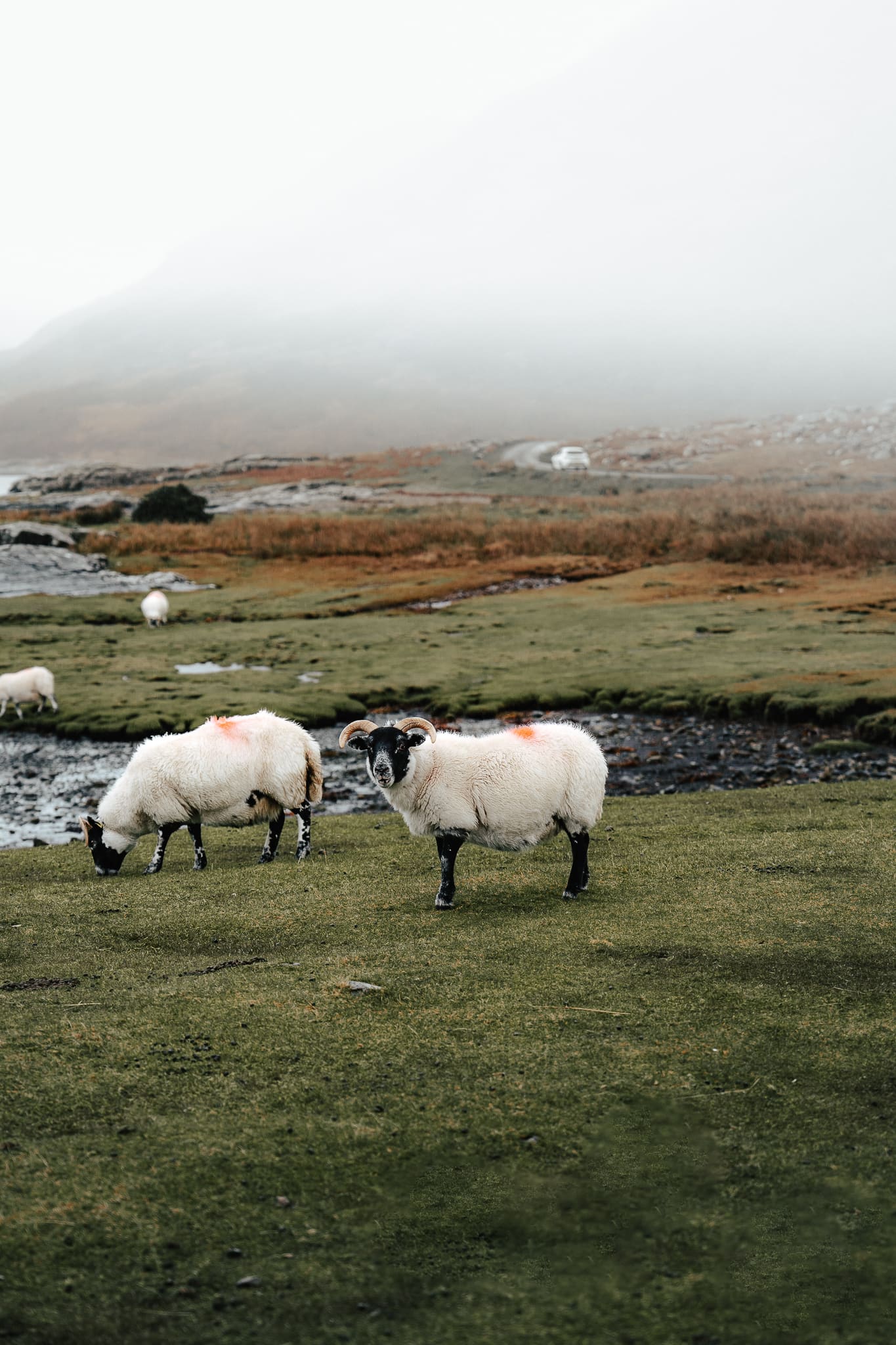 Ecosse, Road Trip de 10 jours en Van, île de Mull et moutons